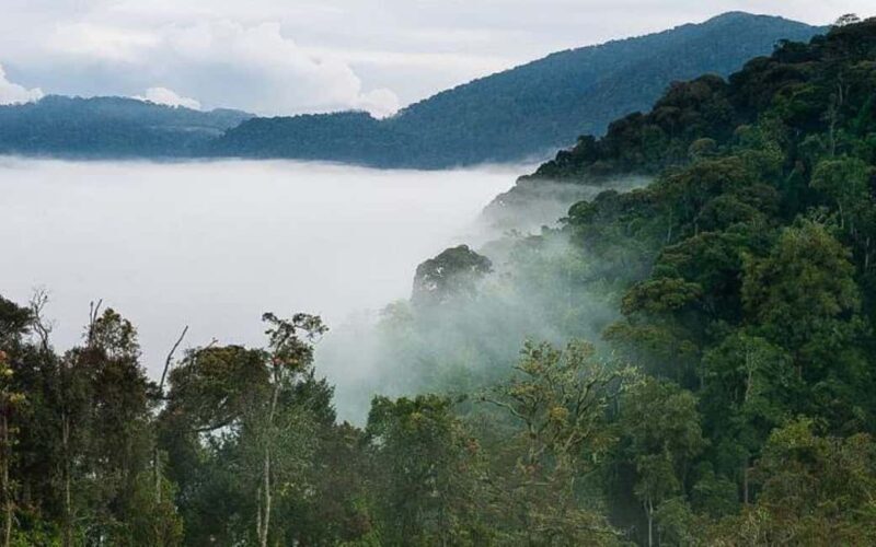 From Kigali: 3-Day Nyungwe National Park Tour with Transfers - Exploring the Itinerary in Detail