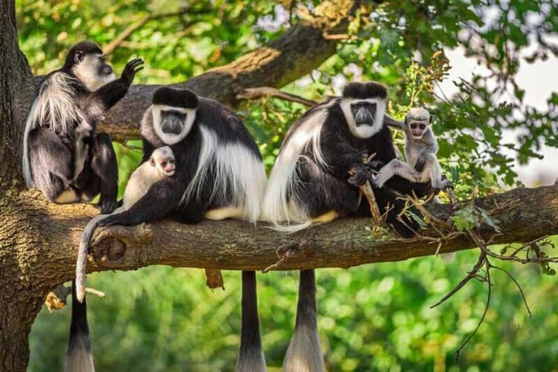 From Kigali: 4-Day Akagera Safari and Chimpanzee Trekking - Key Points