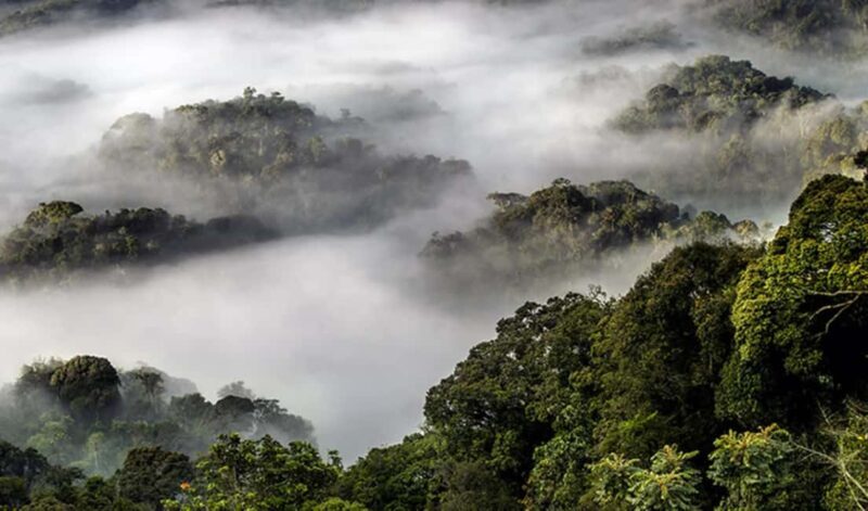 From Kigali: 4-Day Akagera Safari and Chimpanzee Trekking - FAQ