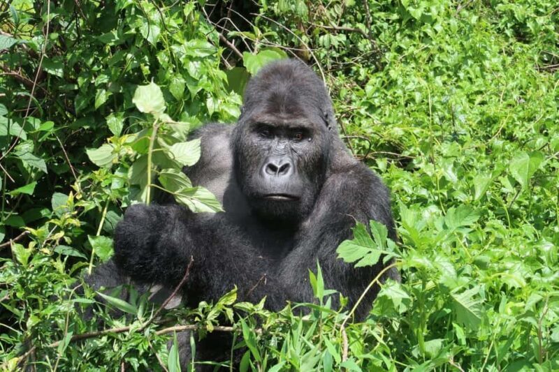 From Kigali: 4-Day Gorilla and Chimps Trekking Safari - The Itinerary Breakdown