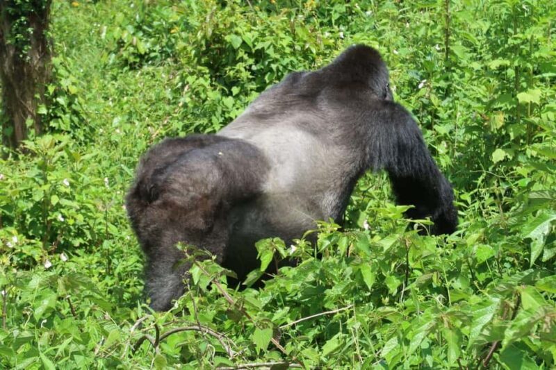From Kigali: 4-Day Gorilla and Chimps Trekking Safari - Practical Considerations