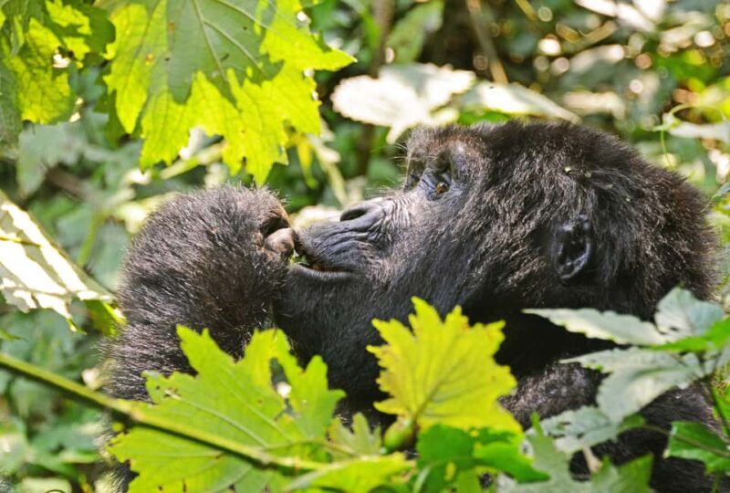From Kigali: 4-Day Gorilla and Golden Monkey Safari - Practical Insights & Tips