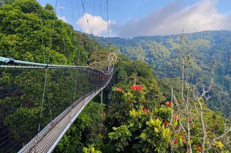 From Kigali: Canopy Walkway Day Trip in Nyungwe Forest - Who Should Consider This Tour?