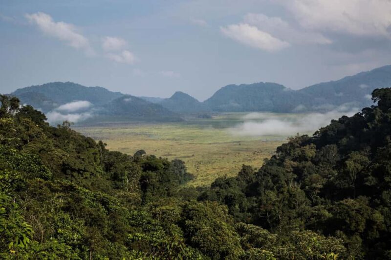 From Kigali: Canopy Walkway Day Trip in Nyungwe Forest - Final Thoughts