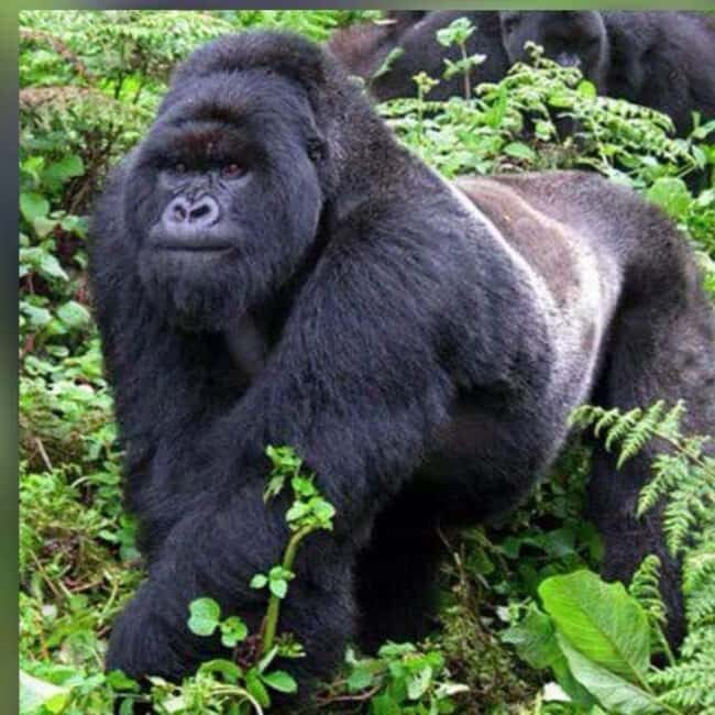 From Kigali, Rwanda: Guided gorilla trekking experience - A Closer Look at the Gorilla Trekking Experience
