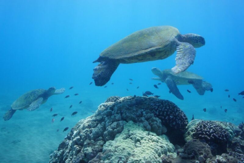 From Kihei: Molokini Snorkel 2-Hour Adventure - Key Points