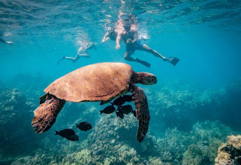 from-kihei-molokini-snorkel-and-whale-watching