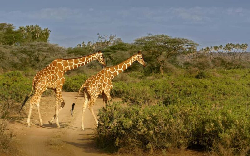 From Kilimanjaro to Mombasa: 14-Day Safari and Beaches Tour - FAQ