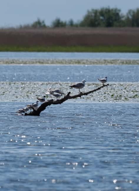 From Klaipda: Bird-Watching Adventure in Nemunas Delta - Key Points