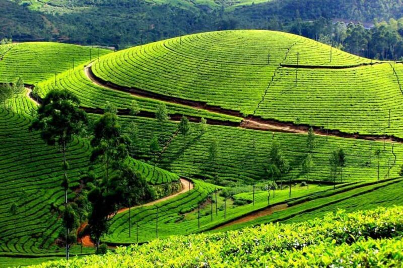 From Kochi:- 02 Days, Munnar Nature Beauty Hill Station Tour - Key Points