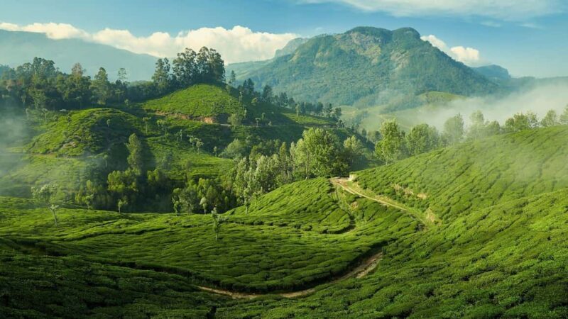 From Kochi:- 02 Days, Munnar Nature Beauty Hill Station Tour - FAQ