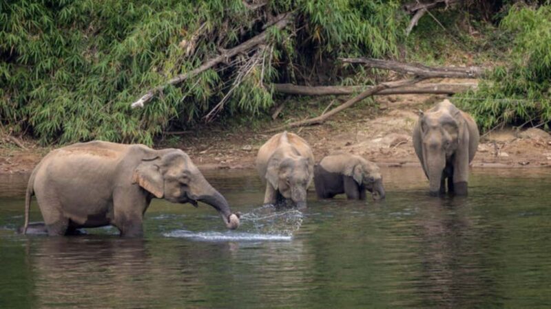 From Kochi:- 02 Days Periyar Wildlife Tour with Nature Walk - Day Two: Nature Walk and Spice Plantation Tour