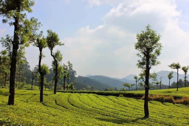 From Kochi:- 03 Days Cochin with Munnar Hill Station Tour - Practical Details & Value