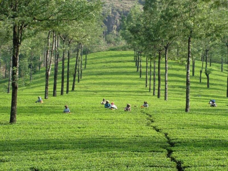 From Kochi:- 03 Days Munnar with Periyar Wildlife Tour - Key Points