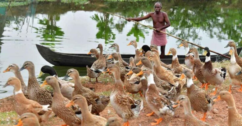 From Kochi: Kumbalangi Village Same Day Tour - Final Thoughts