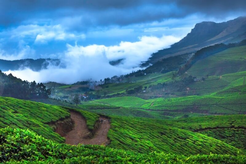 From Kochi: Munnar & Tea Museum Private Guided Tour - A Detailed Look at the Munnar & Tea Museum Private Tour