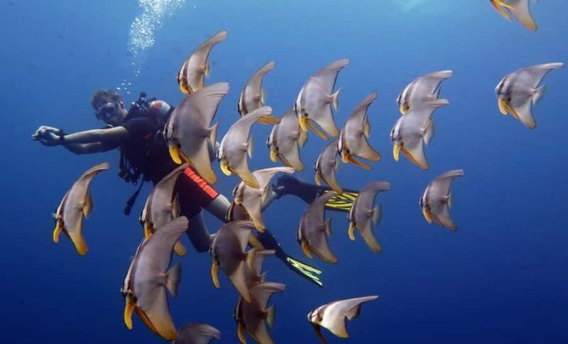 From Koh Kood: Certified Dive Trip - The Full Experience Breakdown