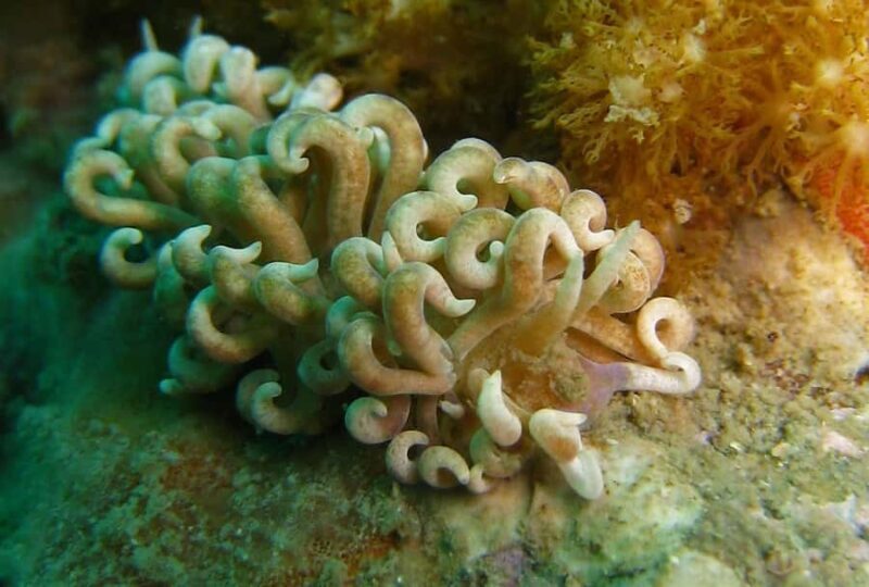 From Koh Kood: Certified Dive Trip - Who Should Book This Tour?