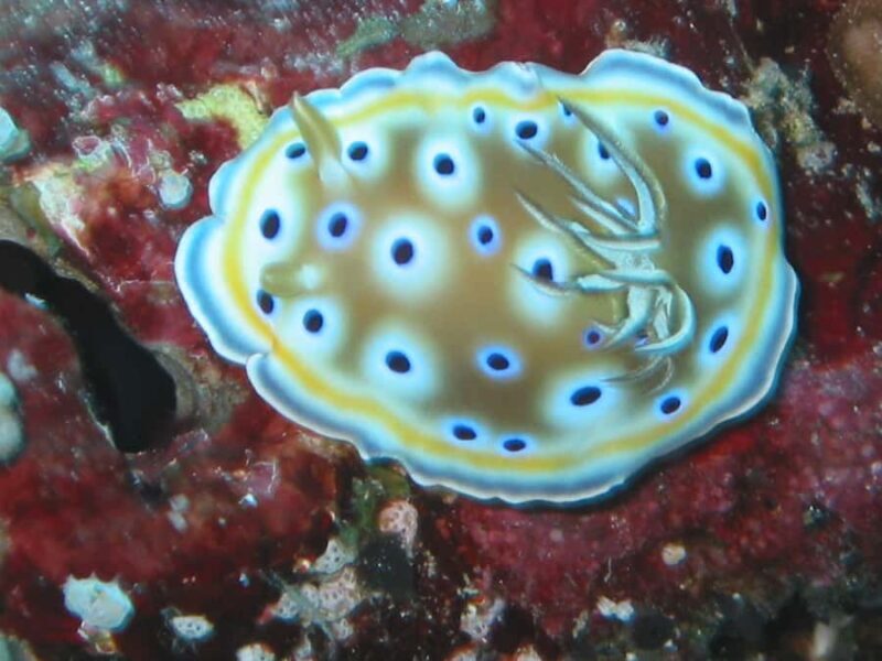 From Koh Kood: Certified Dive Trip - Final Thoughts on the Certified Dive Trip from Koh Kood