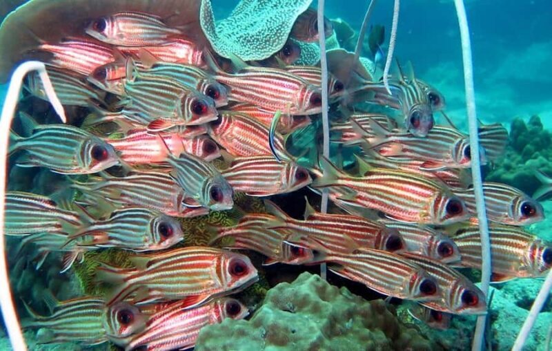 From Koh Kood: Certified Dive Trip - FAQ