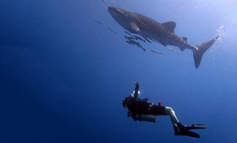 from-koh-kood-certified-dive-trip