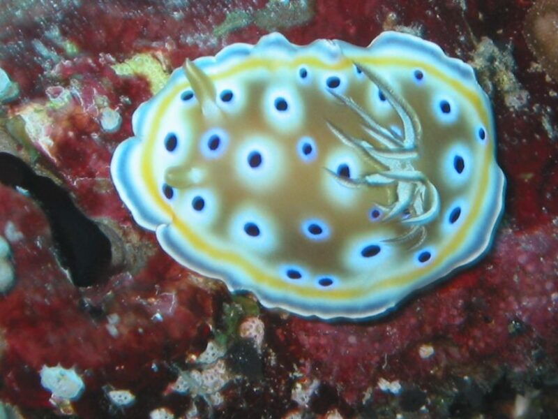 from-koh-kood-certified-dive-trip