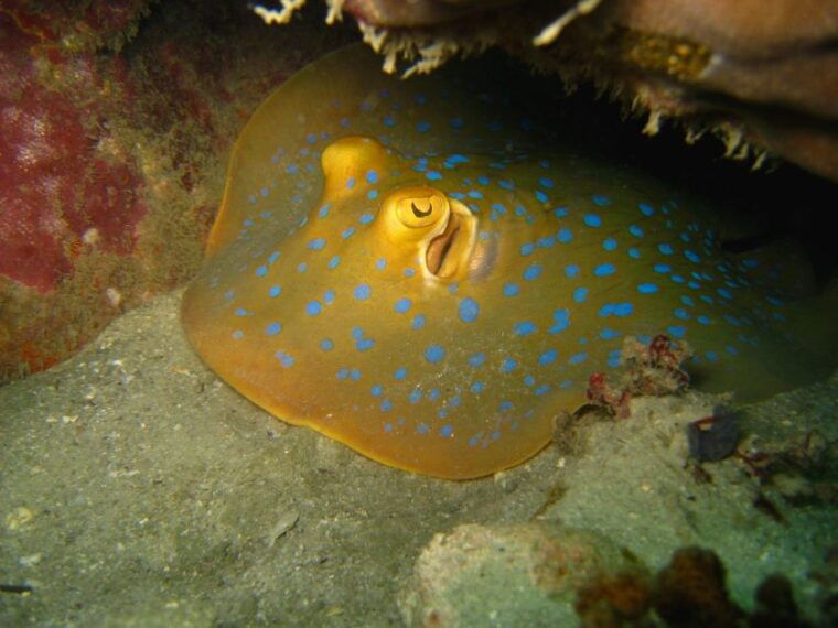 from-koh-kood-certified-dive-trip