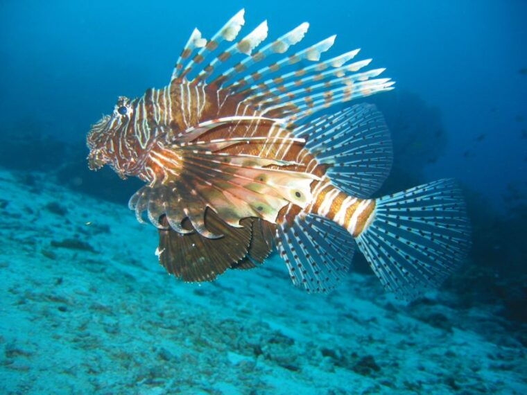from-koh-kood-certified-dive-trip