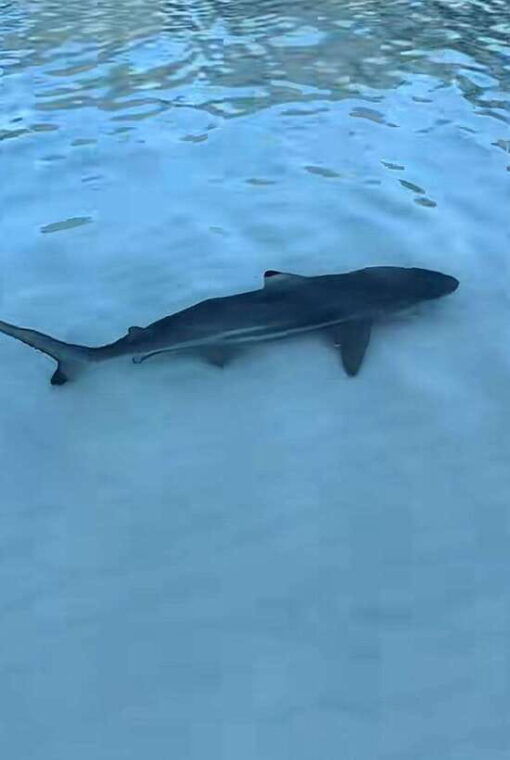 from-koh-phi-phi-island-and-7-islands-long-tail-boat-trip