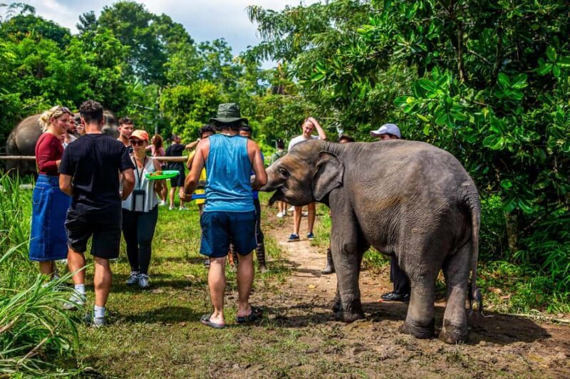From Koh Samui: Elephant Sanctuary & Jungle Adventure Tour - A Full Breakdown of the Experience