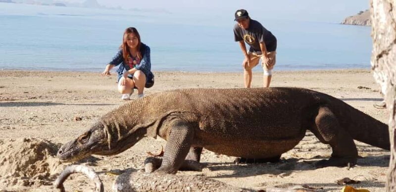 From Kopang: Komodo Island & Whale Shark Trip 4-Day Trip - Authentic Encounters: What Travelers Say