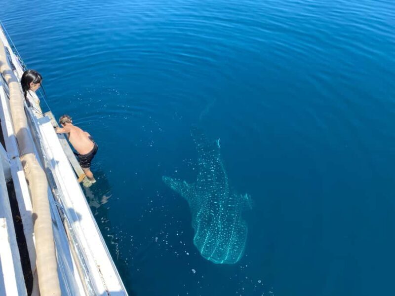 From Kopang: Komodo Island & Whale Shark Trip 4-Day Trip - The Sum Up