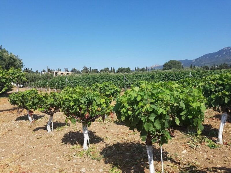 from-kos-tour-of-2-wineries-with-wine-tasting-small-bites