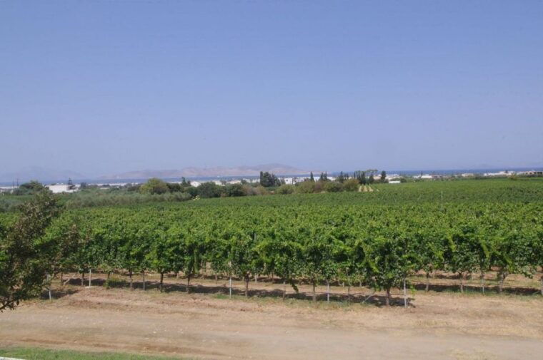 from-kos-tour-of-2-wineries-with-wine-tasting-small-bites