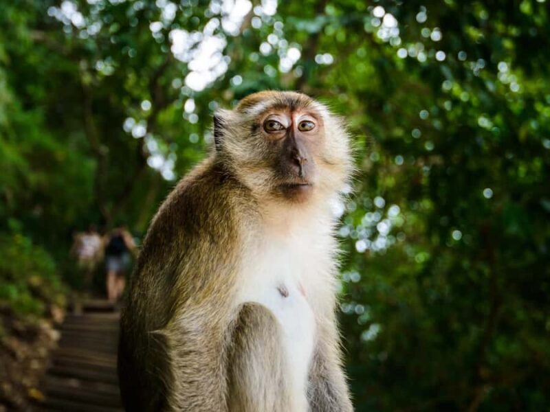From Krabi: James Bond Island & Phang Nga Bay Tour - Review Insights: What Travelers Really Think