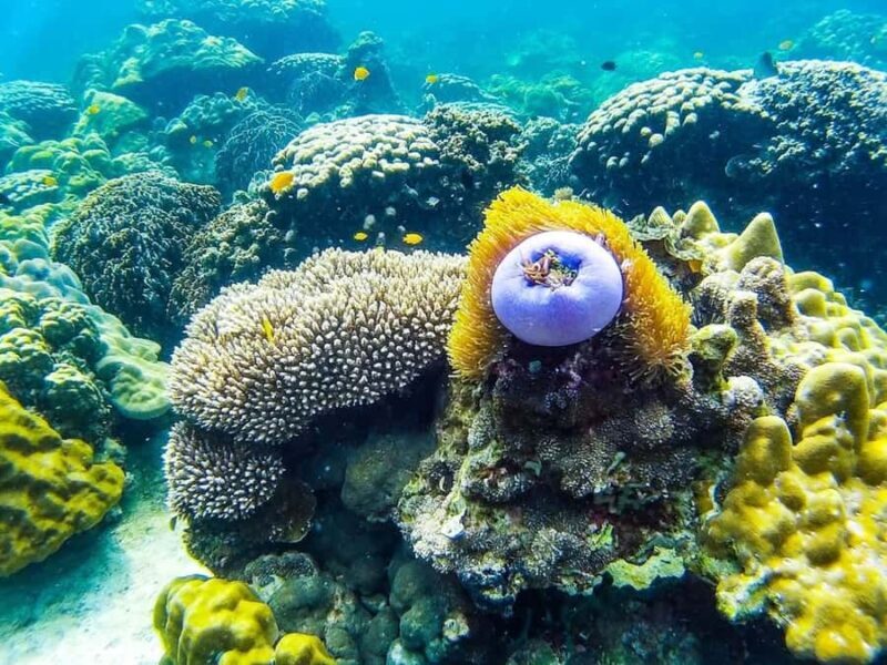 From Krabi: Phi Phi Islands Small Group Tour - Key Points