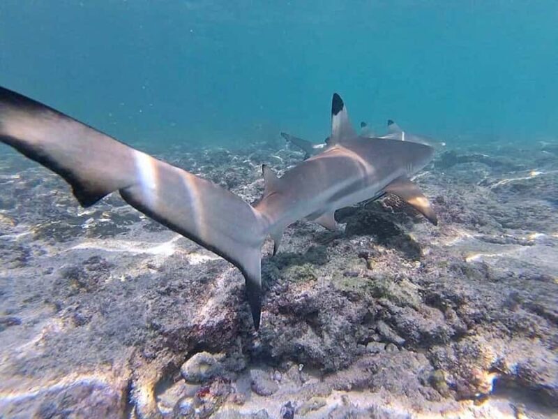 From Krabi: Phi Phi Islands Small Group Tour - A Detailed Look at the Phi Phi Islands Small Group Tour