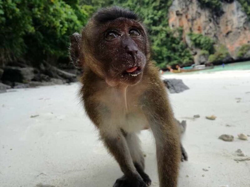 From Krabi: Phi Phi Islands Small Group Tour - Final Thoughts