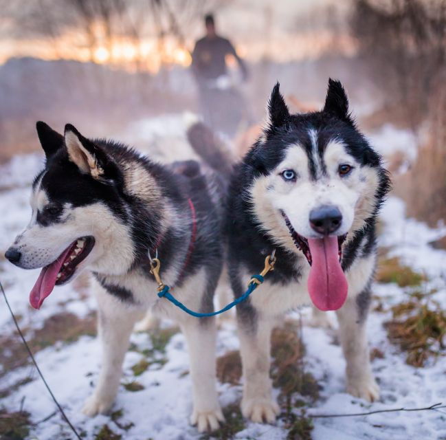 from-krakow-dogsled-ride-in-tatra-mountain