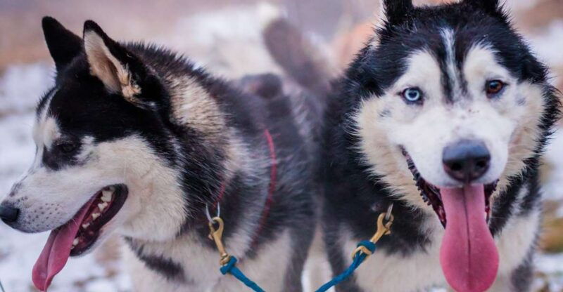 from-krakow-dogsled-ride-in-tatra-mountain