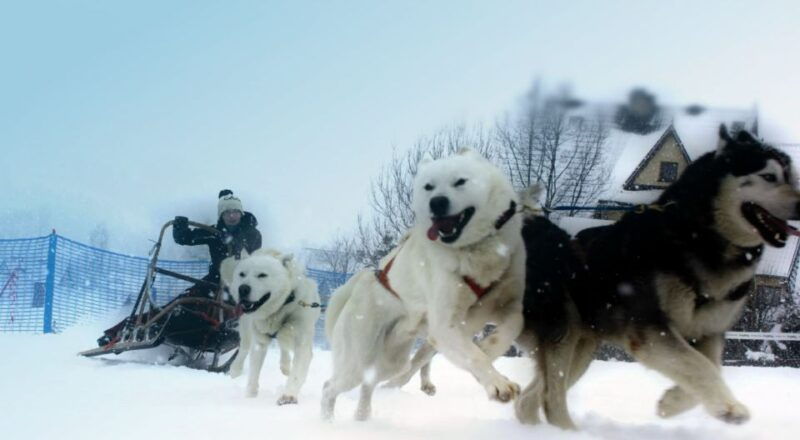 from-krakow-dogsled-ride-in-tatra-mountain