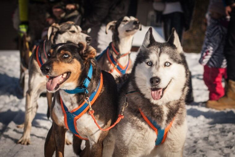 from-krakow-dogsled-ride-in-tatra-mountain