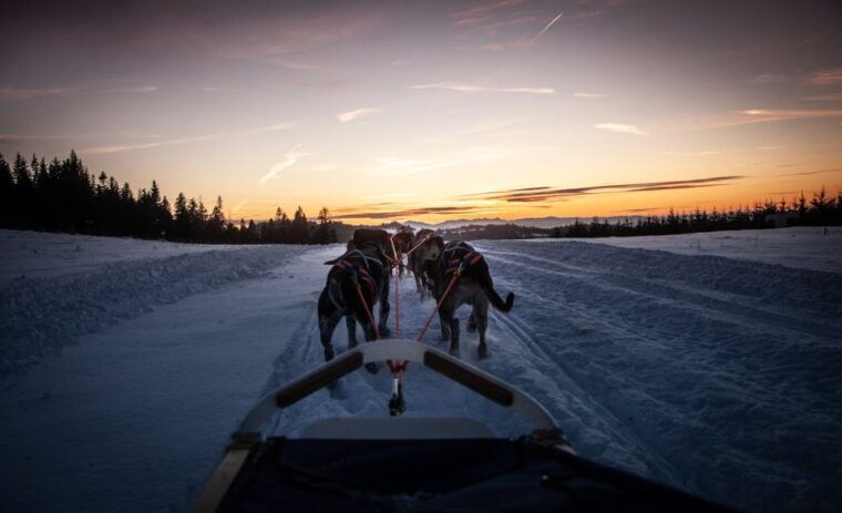 from-krakow-dogsled-ride-in-tatra-mountain