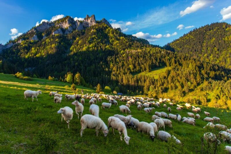 from-krakow-dunajec-wooden-rafting-tour