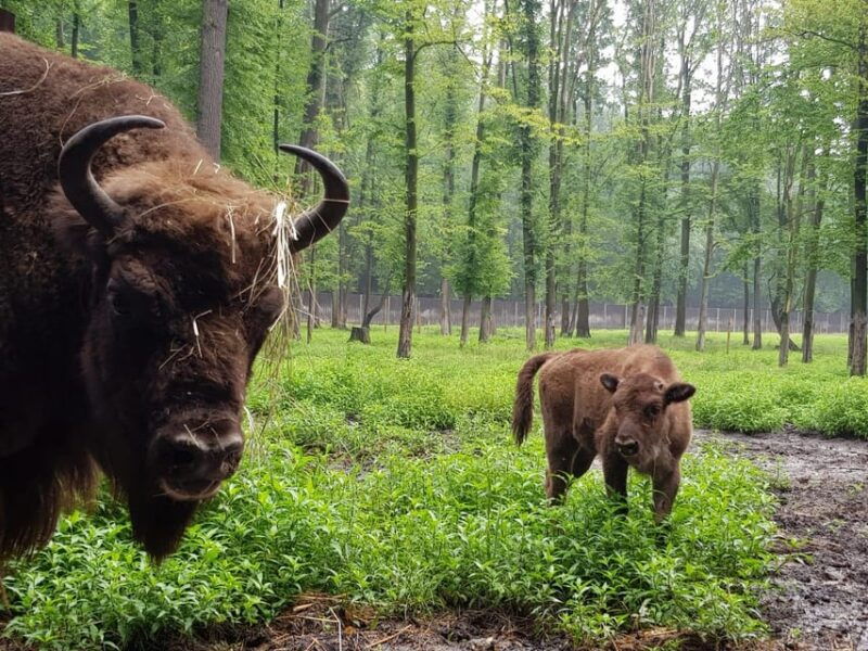 from-krakow-pszczyna-castle-and-bison-reserve-day-trip