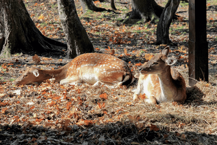 from-krakow-pszczyna-castle-and-bison-reserve-day-trip