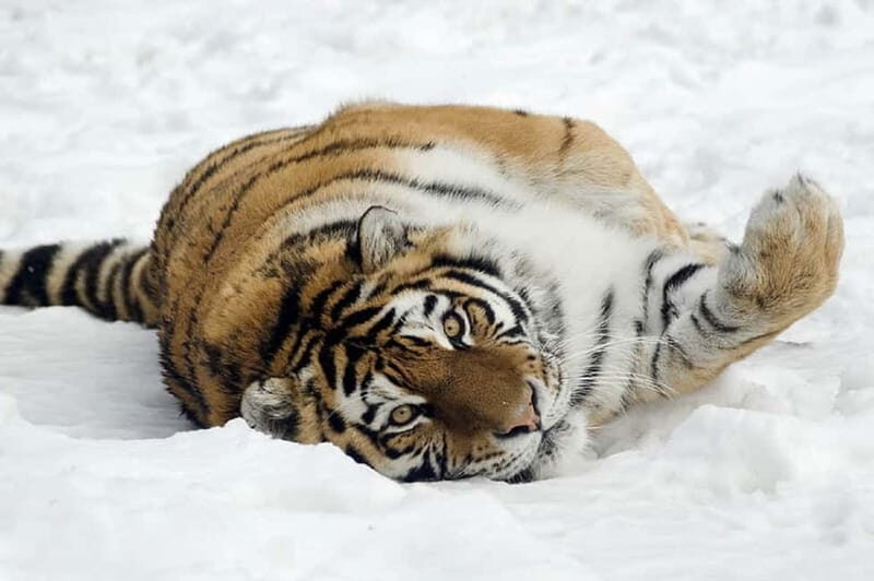 From Krakow: Zoo Trip with Private Luxury Transfer - Reviews and Real Experiences