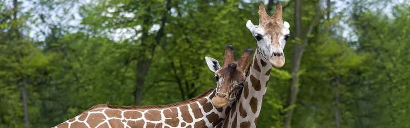 From Krakow: Zoo Trip with Private Luxury Transfer - Final Thoughts
