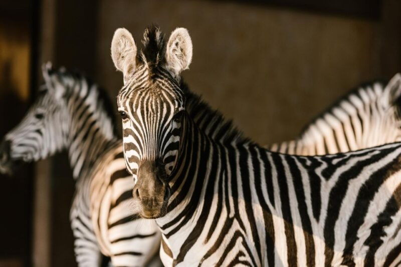 from-krakow-zoo-trip-with-transfer