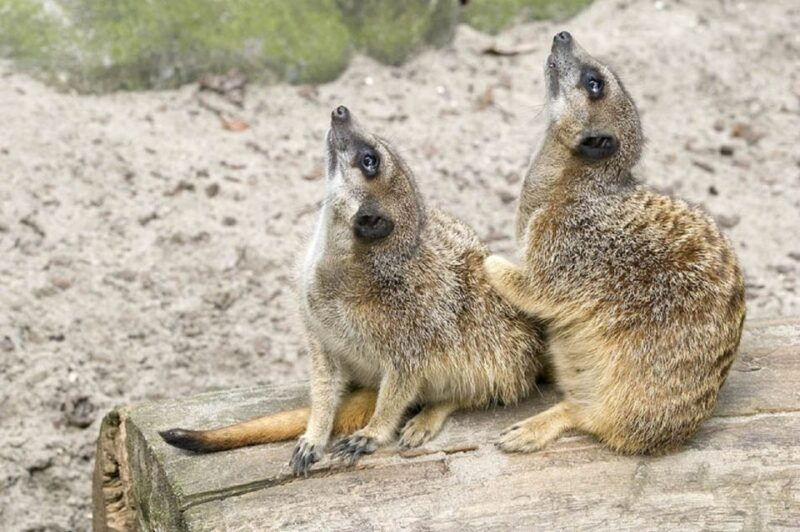 from-krakow-zoo-trip-with-transfer